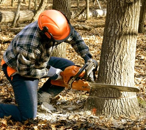 Tree Removal in London, AR
